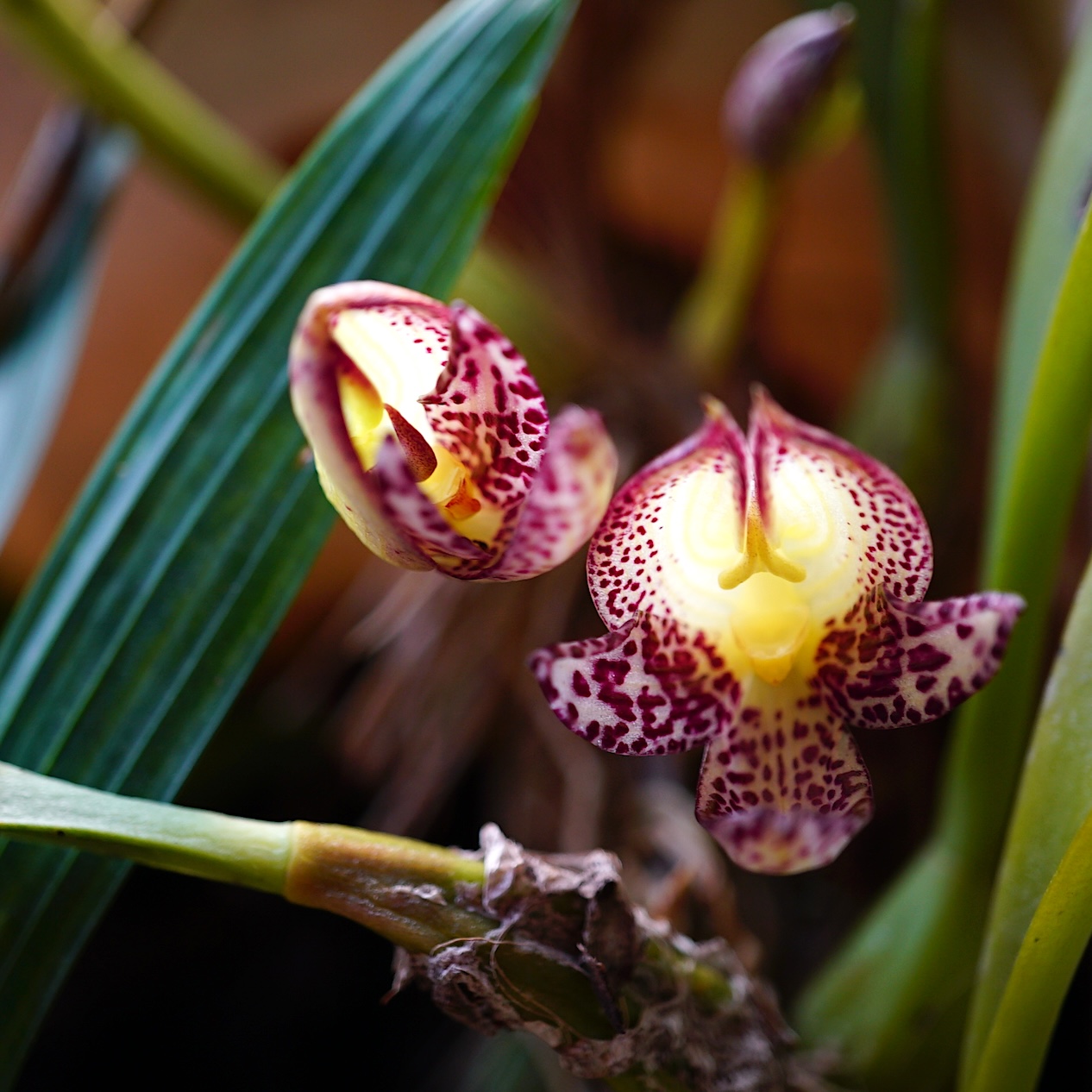 Bulbophyllum macranthum