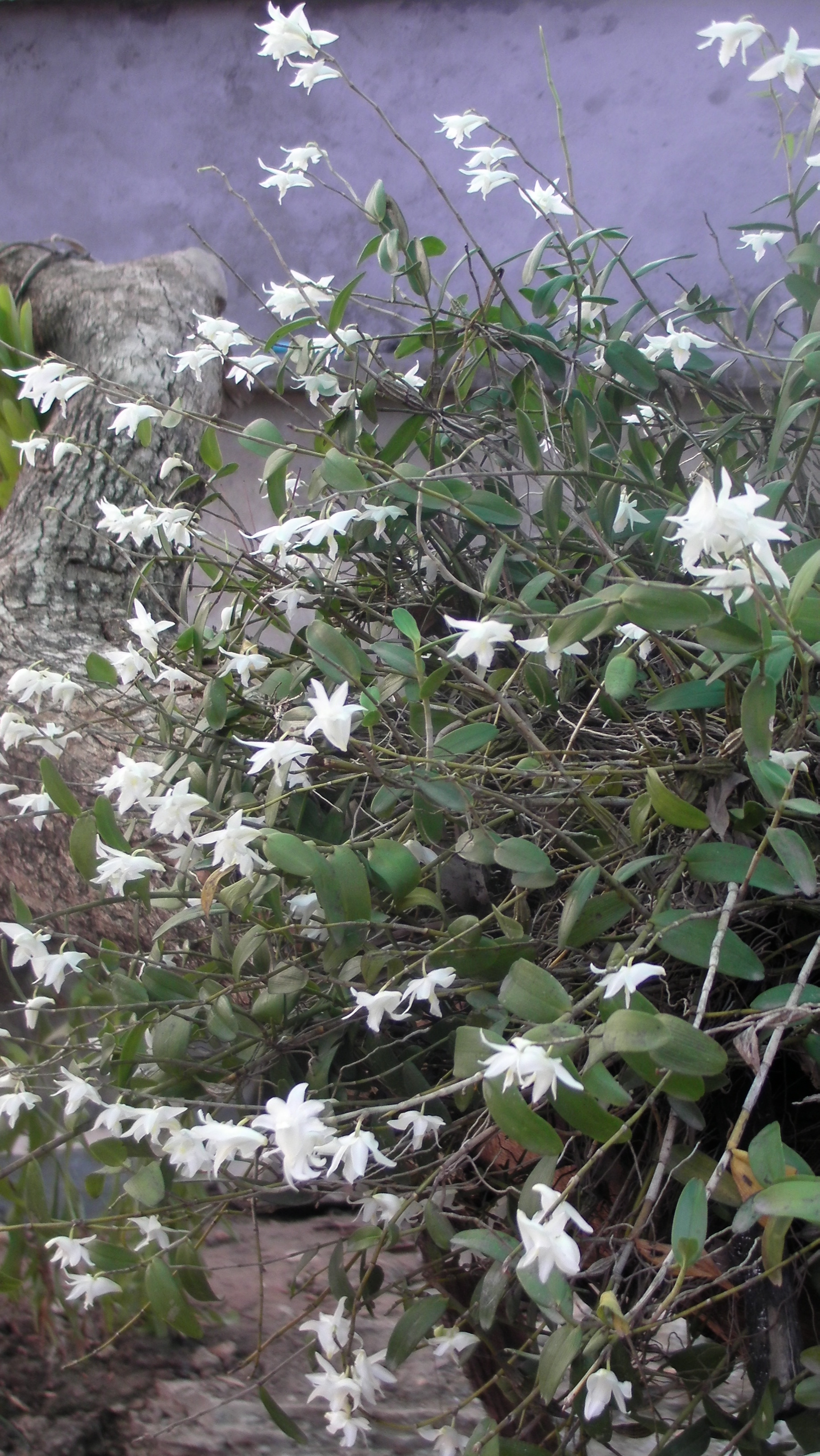 The Dendrobium crumenatum (Pigeon Orchid) uses a mass flowering strategy
