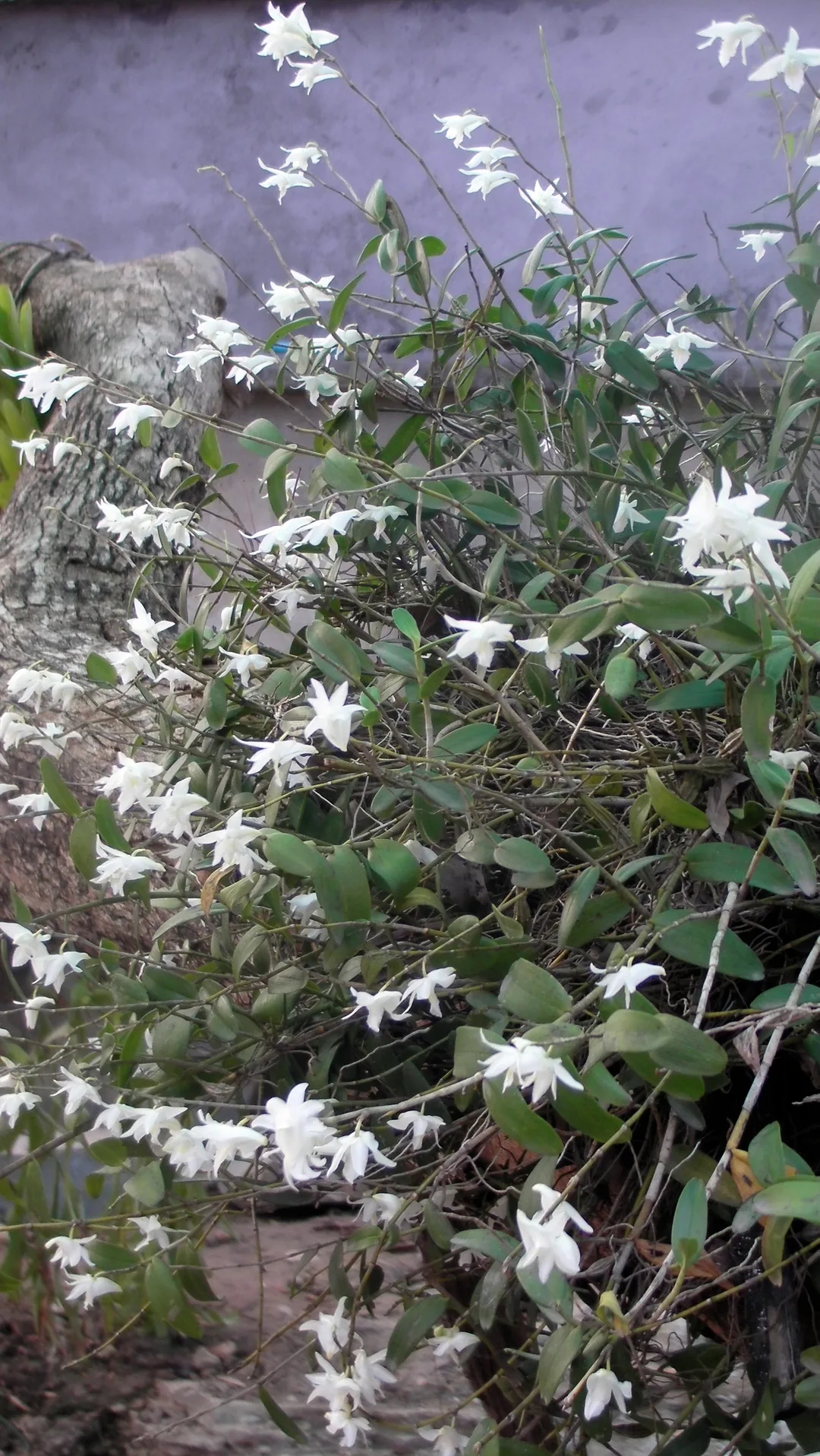 The Dendrobium crumenatum (Pigeon Orchid) uses a mass flowering strategy