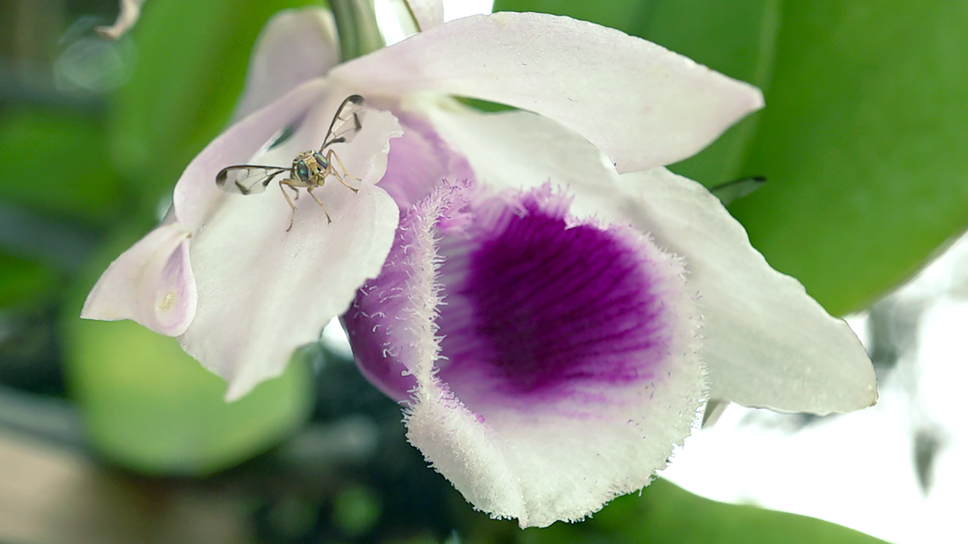 In a game of seduction the Dendrobium anosmum emits a sweet raspberry smell (raspberry ketone) that acts as precursors to the male Bactrocera flies' pheromones. The fly eagerly consume these compounds directly from the flower tissue. This boosts the fly's mating success by maximizing the potency of its sex pheromones to attract females.