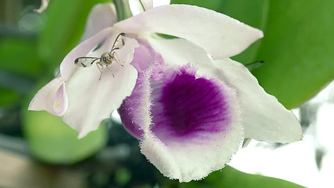 In a game of seduction the Dendrobium anosmum emits a sweet raspberry smell (raspberry ketone) that acts as precursors to the male Bactrocera flies' pheromones. The fly eagerly consume these compounds directly from the flower tissue. This boosts the fly's mating success by maximizing the potency of its sex pheromones to attract females.