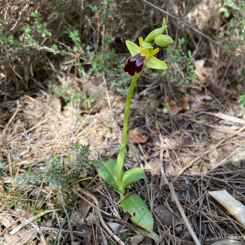 Ophrys fusca