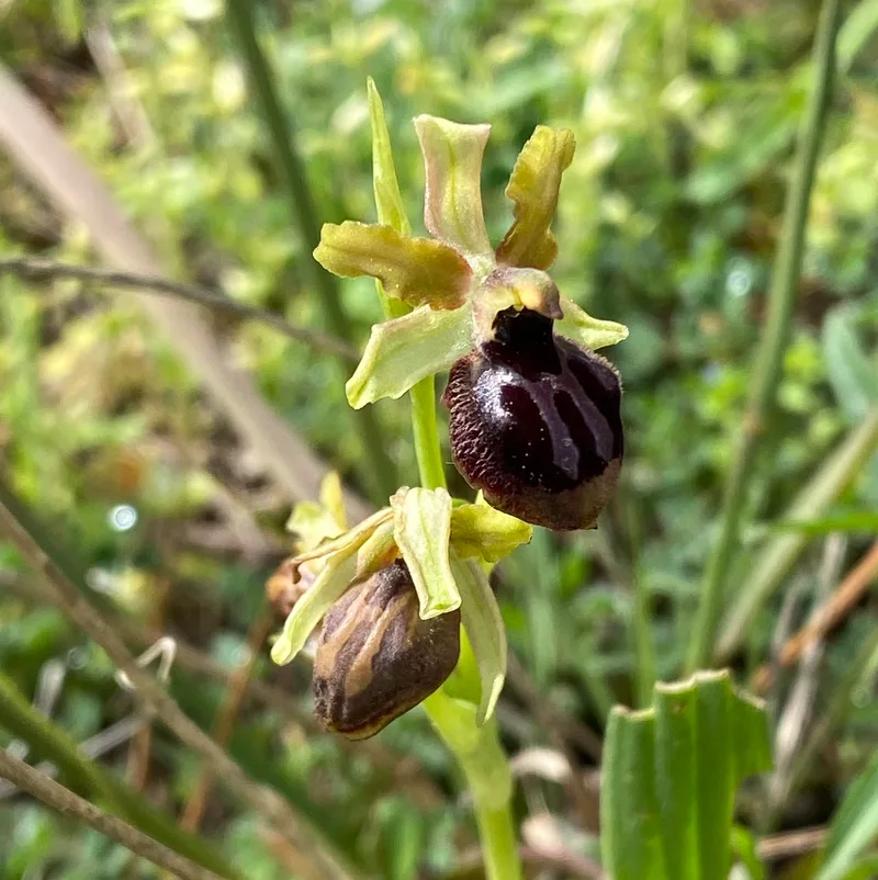 Ophrys sphegodes