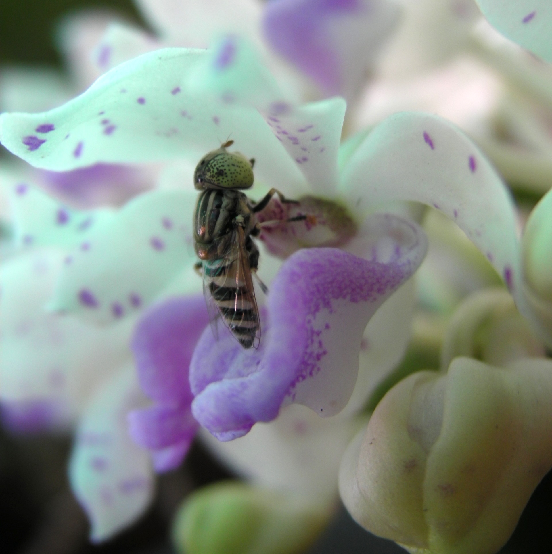 A hover fly (Eristalinus megacephalus) exploring the flower or a Rynchostylis gigantea