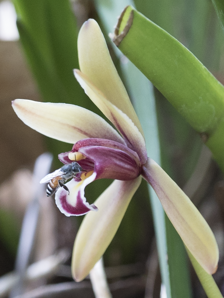 A red dwarf honey bee (Apis florea) pollinating a Cymbidium finlaysonianum