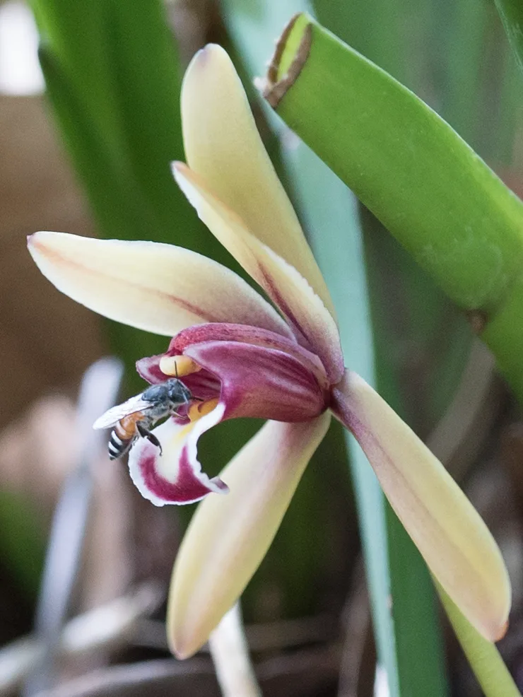 A red dwarf honey bee (Apis florea) pollinating a Cymbidium finlaysonianum