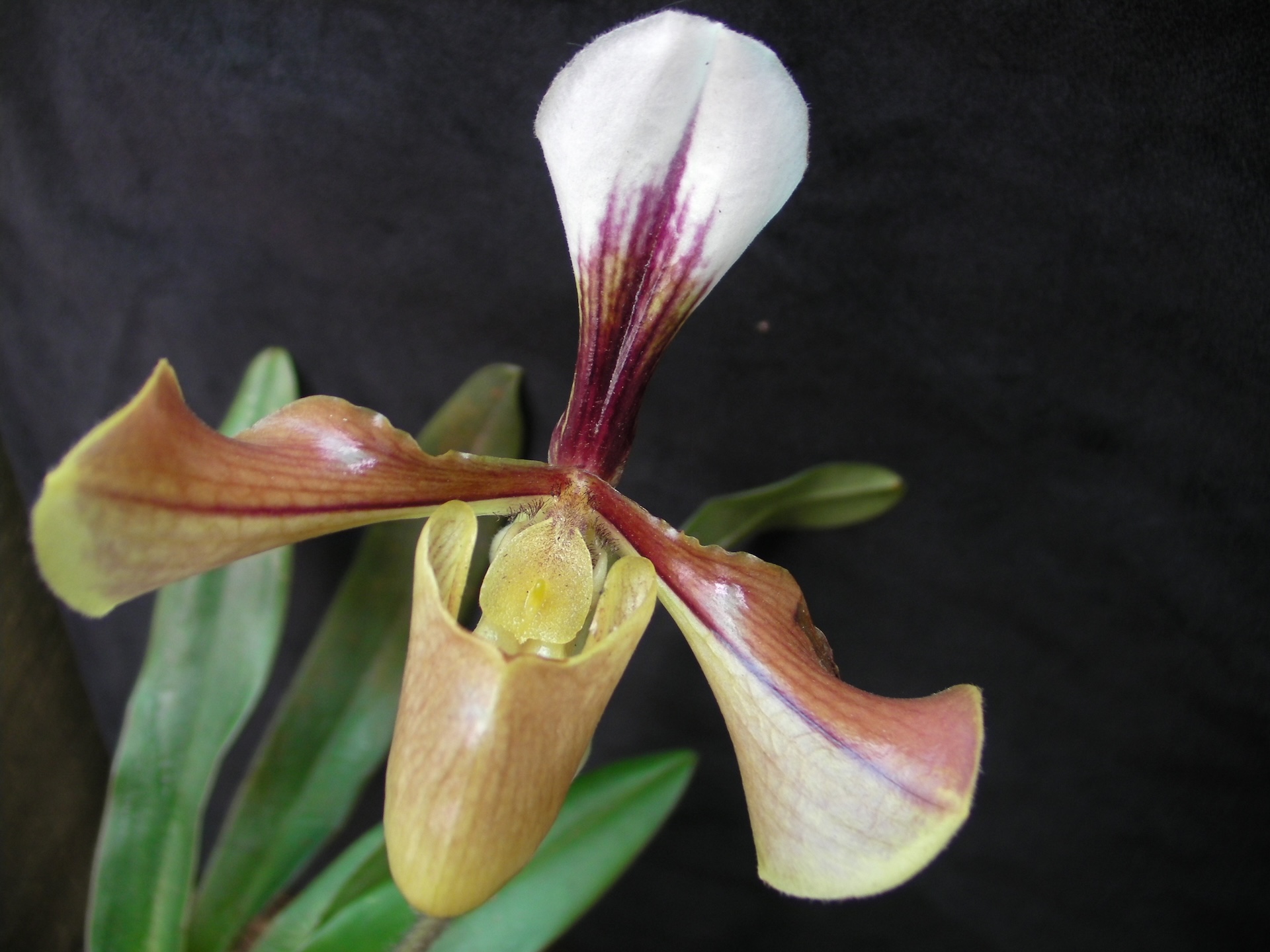 Paphiliopedilum villosum orchid