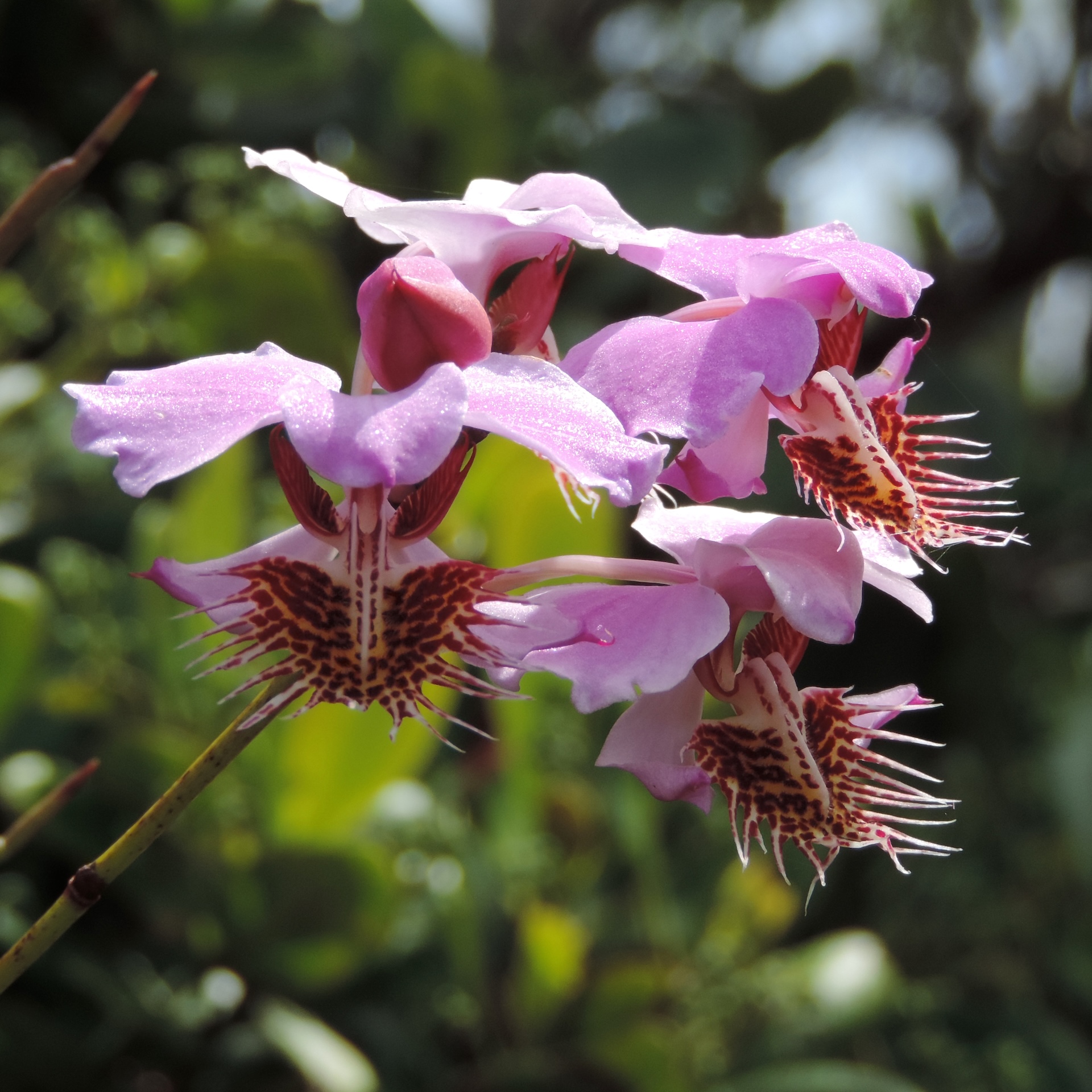 The spectacular Papilionanthe pedunculata
