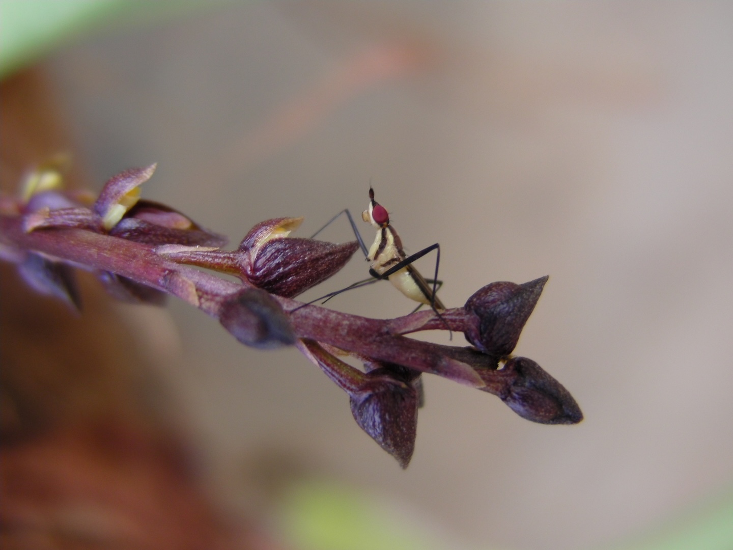 A Tylopelta gibbera on Bulbophyllum dissitiflorum