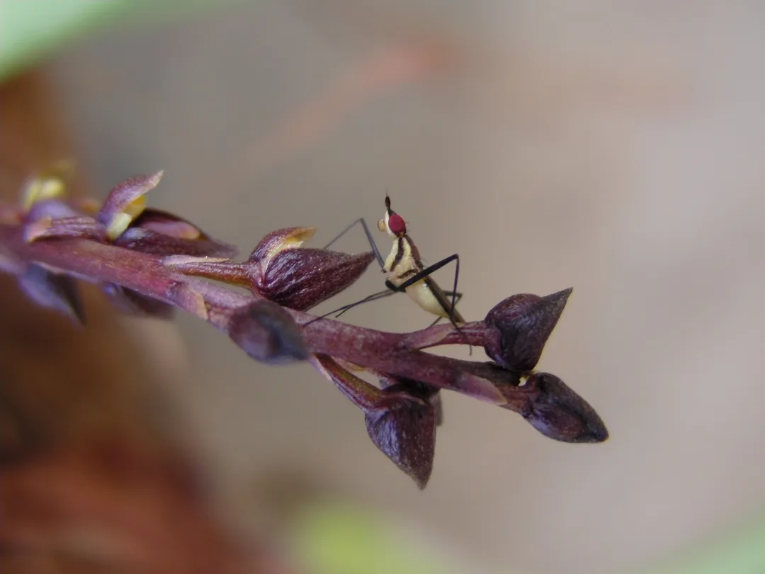 A Tylopelta gibbera on Bulbophyllum dissitiflorum