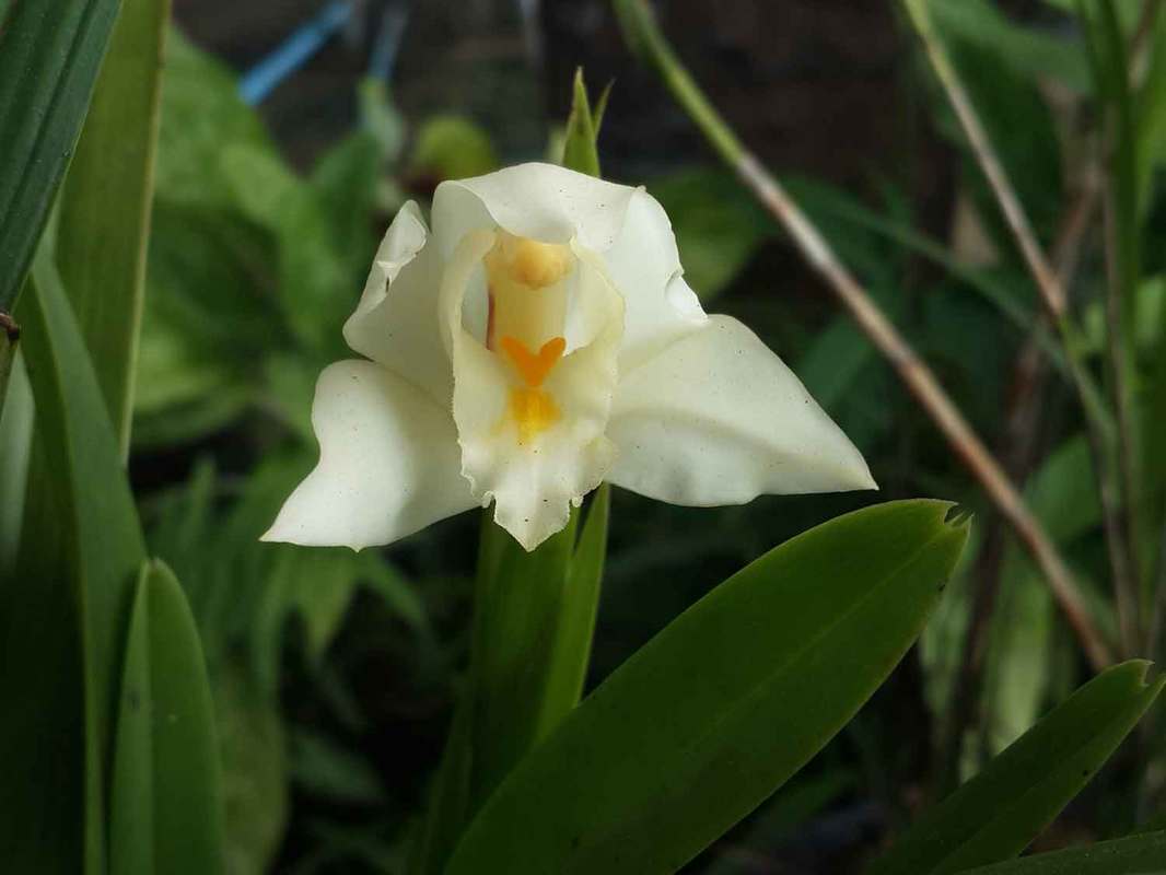 Orchidcambodia News